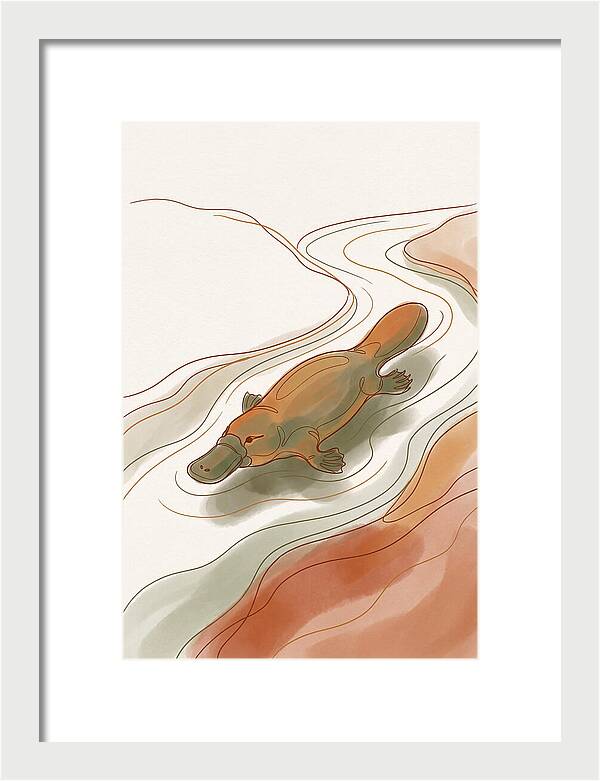 Swimming Platypus In Australian Waters