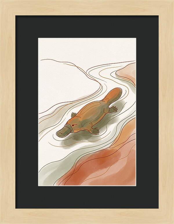 Swimming Platypus In Australian Waters