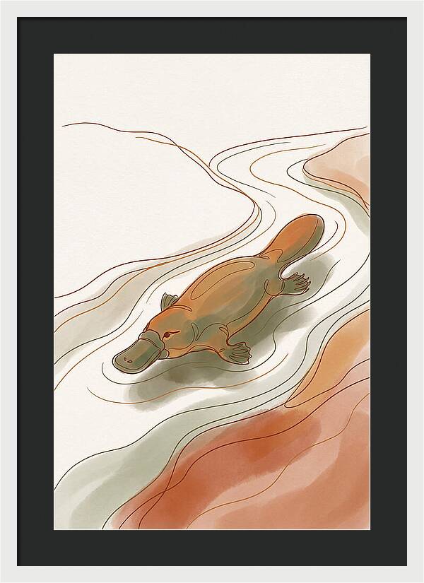 Swimming Platypus In Australian Waters