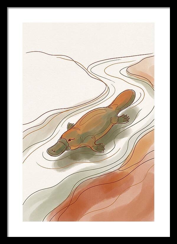 Swimming Platypus In Australian Waters