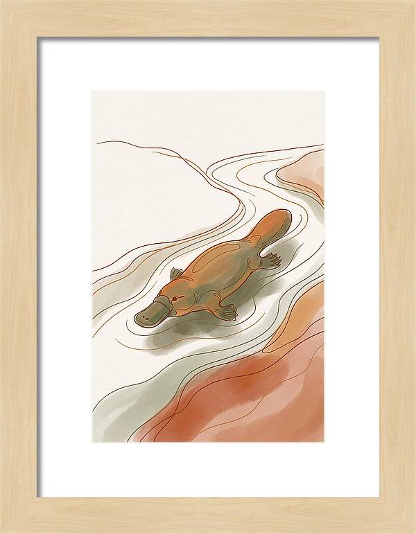 Swimming Platypus In Australian Waters