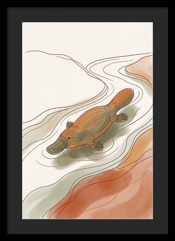 Swimming Platypus In Australian Waters