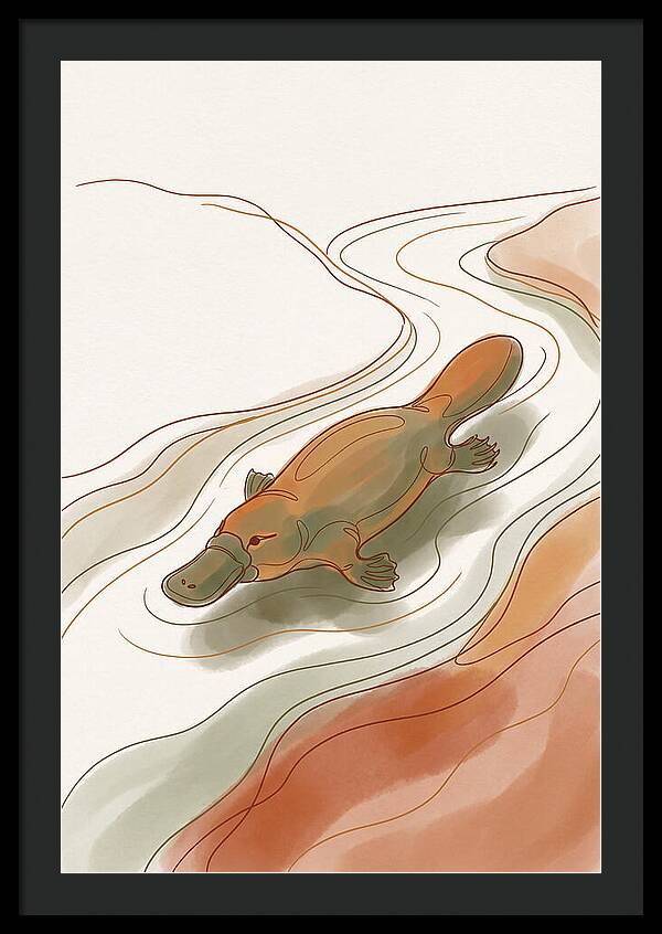 Swimming Platypus In Australian Waters
