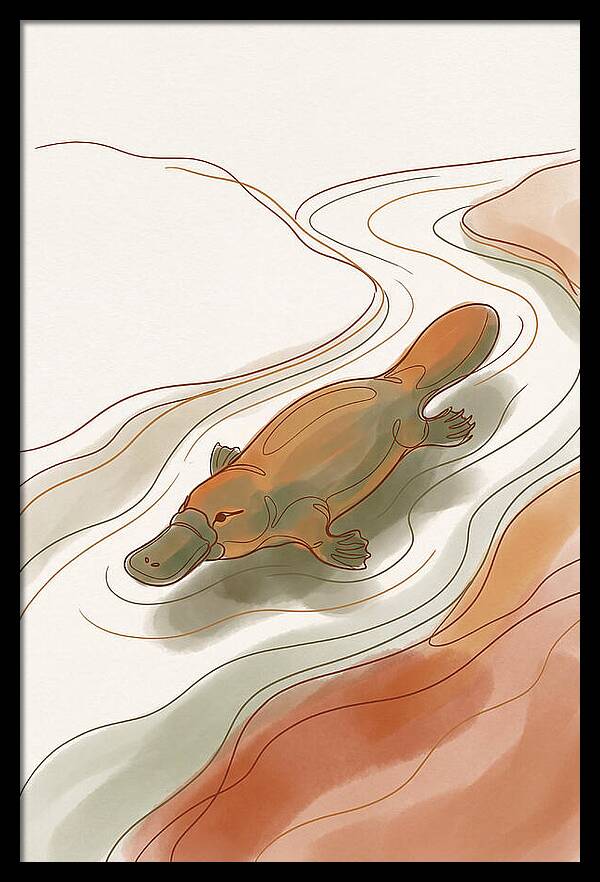 Swimming Platypus In Australian Waters