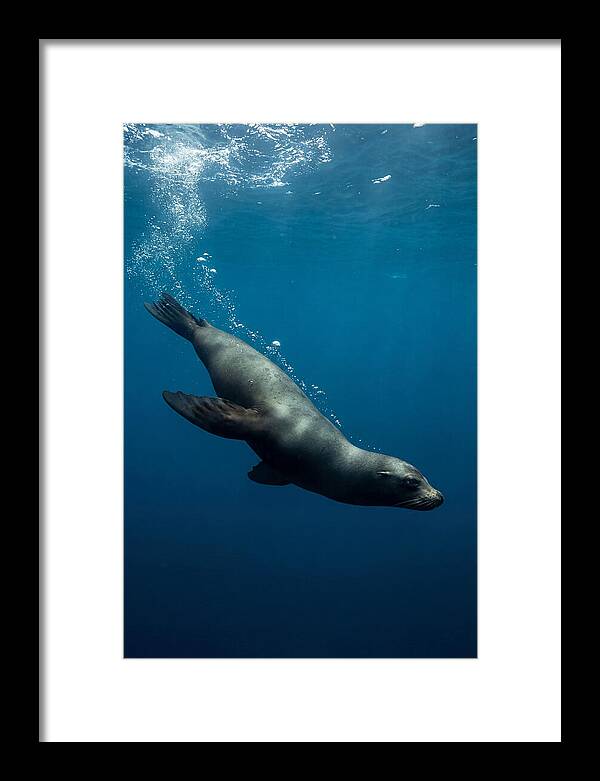 Swimming Sea Lion In Blue Depths