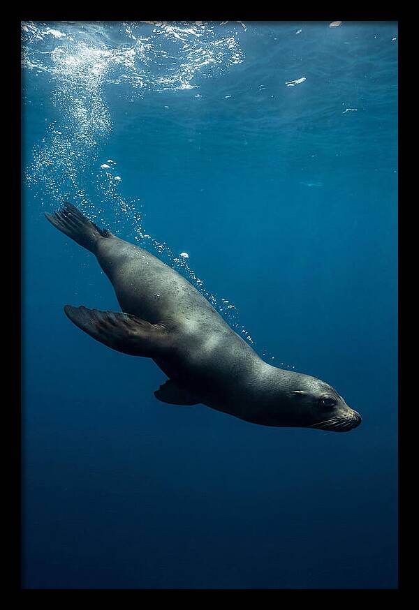Swimming Sea Lion In Blue Depths