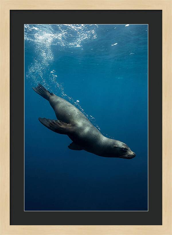 Swimming Sea Lion In Blue Depths