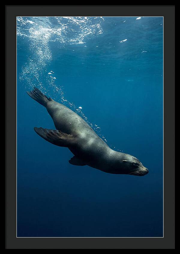 Swimming Sea Lion In Blue Depths