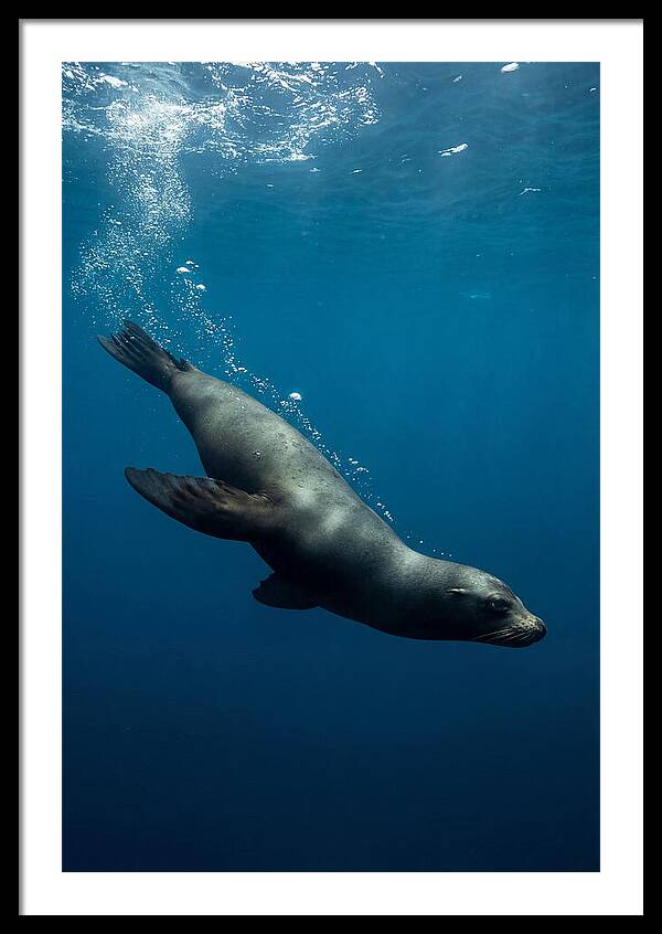 Swimming Sea Lion In Blue Depths