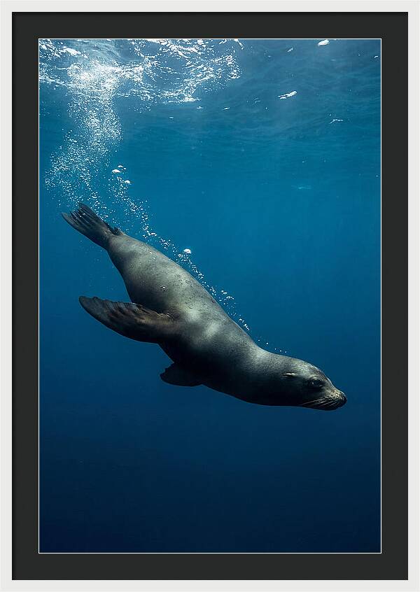 Swimming Sea Lion In Blue Depths