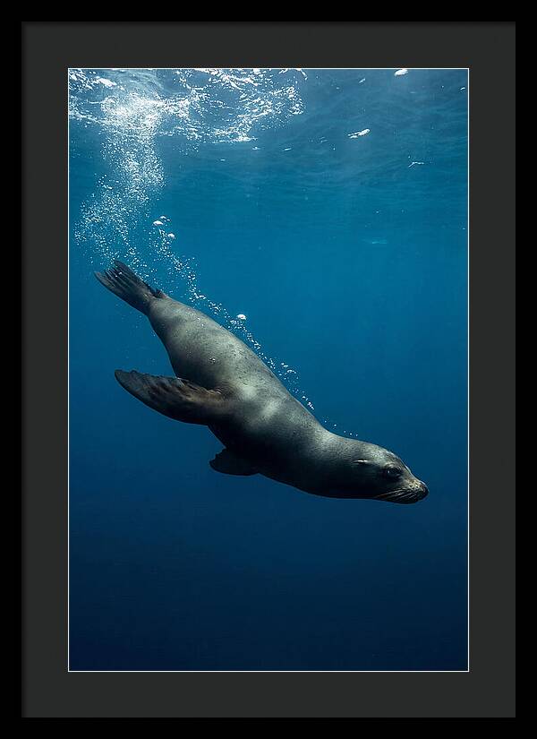 Swimming Sea Lion In Blue Depths