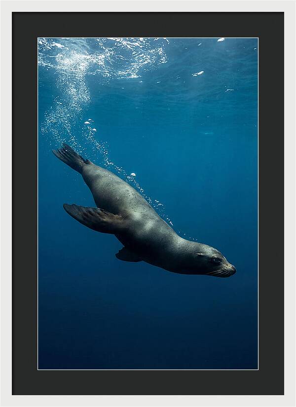 Swimming Sea Lion In Blue Depths