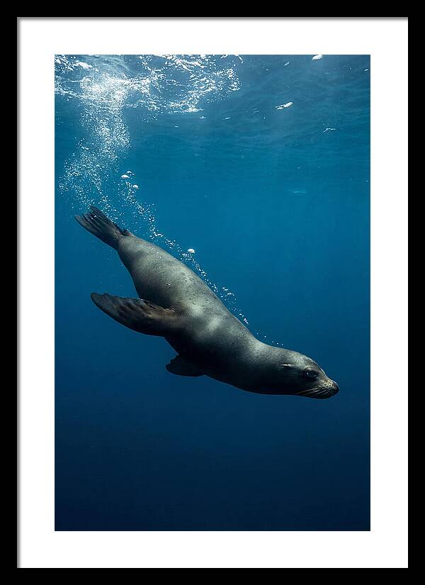 Swimming Sea Lion In Blue Depths
