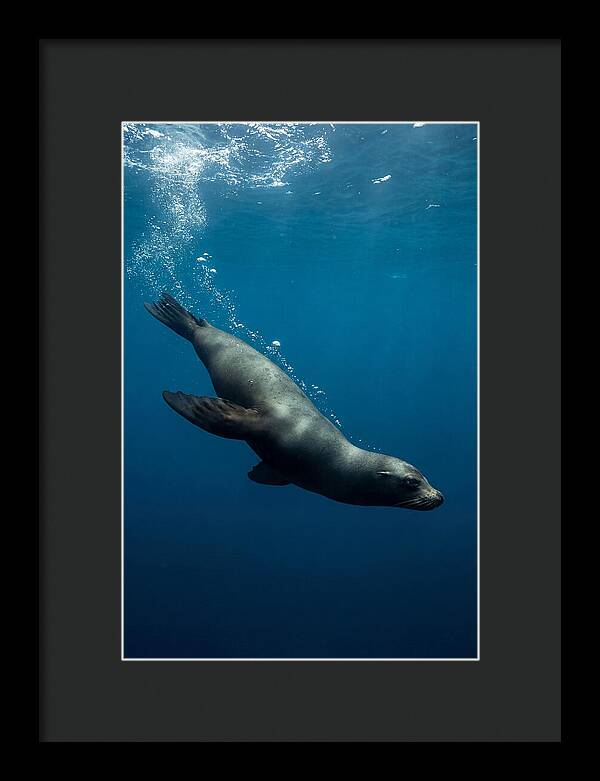 Swimming Sea Lion In Blue Depths