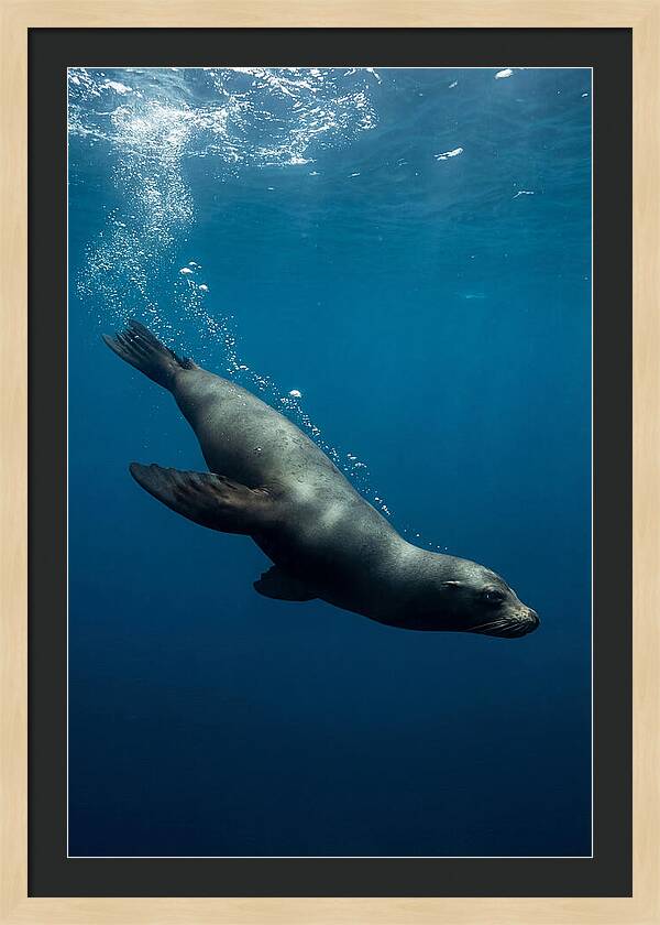 Swimming Sea Lion In Blue Depths