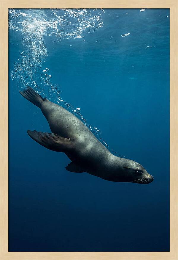 Swimming Sea Lion In Blue Depths