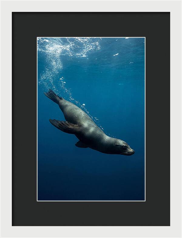 Swimming Sea Lion In Blue Depths