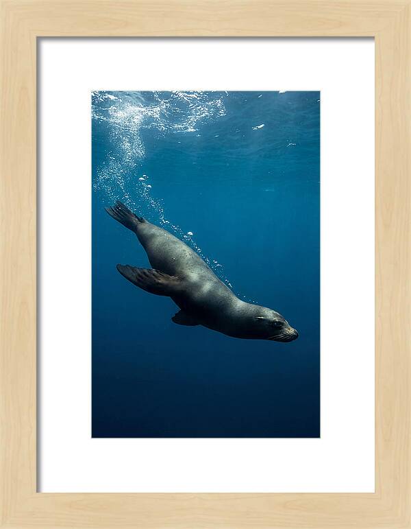 Swimming Sea Lion In Blue Depths