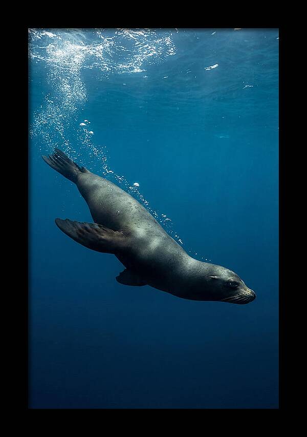 Swimming Sea Lion In Blue Depths