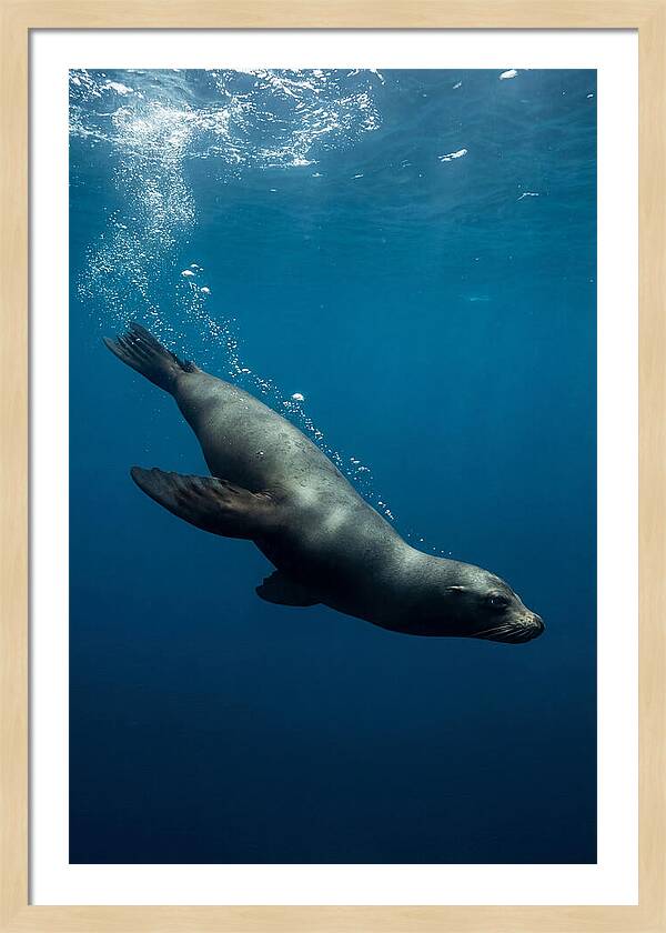 Swimming Sea Lion In Blue Depths