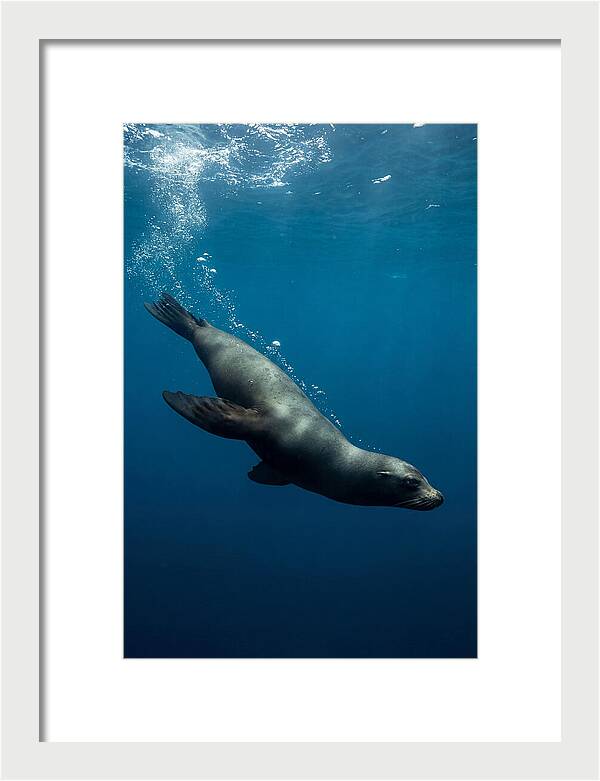 Swimming Sea Lion In Blue Depths