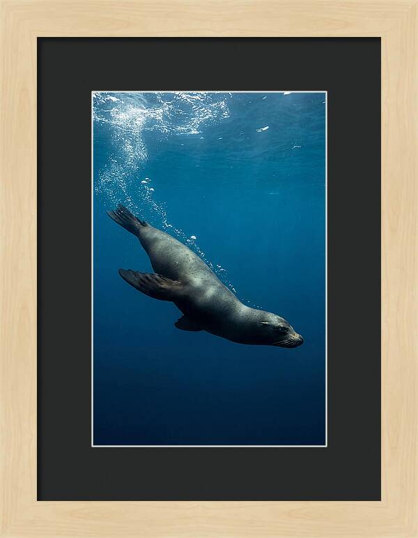 Swimming Sea Lion In Blue Depths