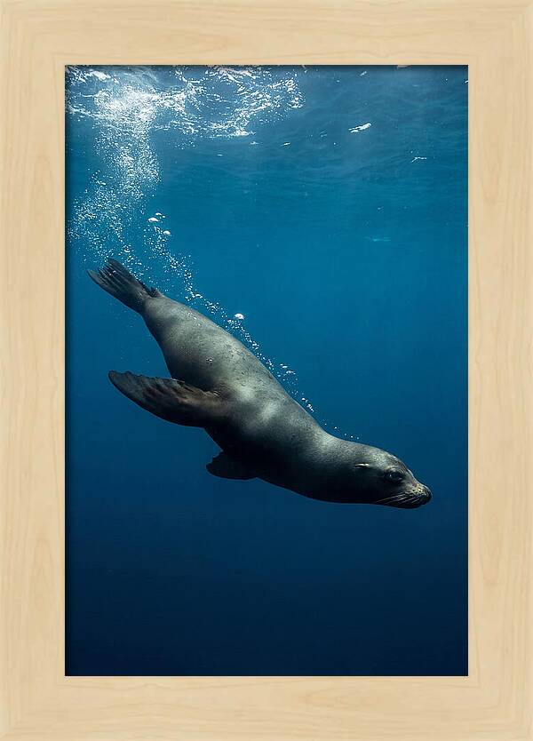 Swimming Sea Lion In Blue Depths