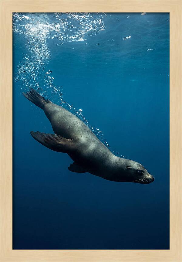 Swimming Sea Lion In Blue Depths