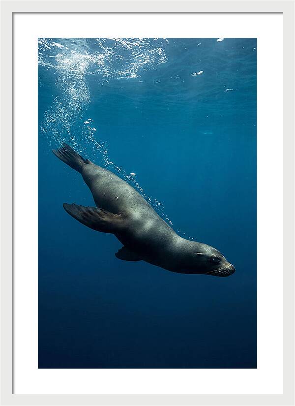 Swimming Sea Lion In Blue Depths