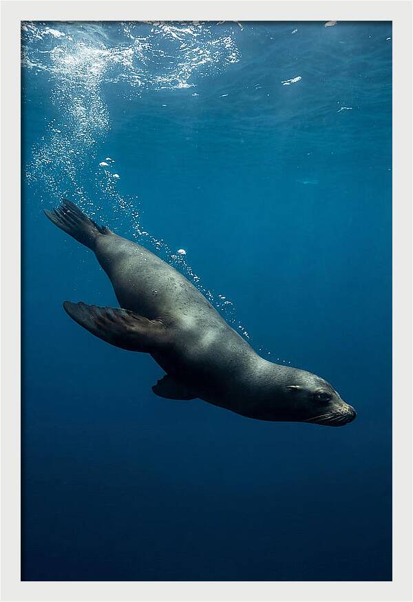 Swimming Sea Lion In Blue Depths