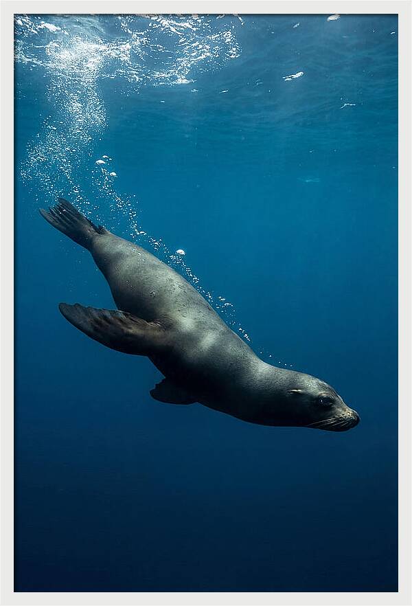 Swimming Sea Lion In Blue Depths