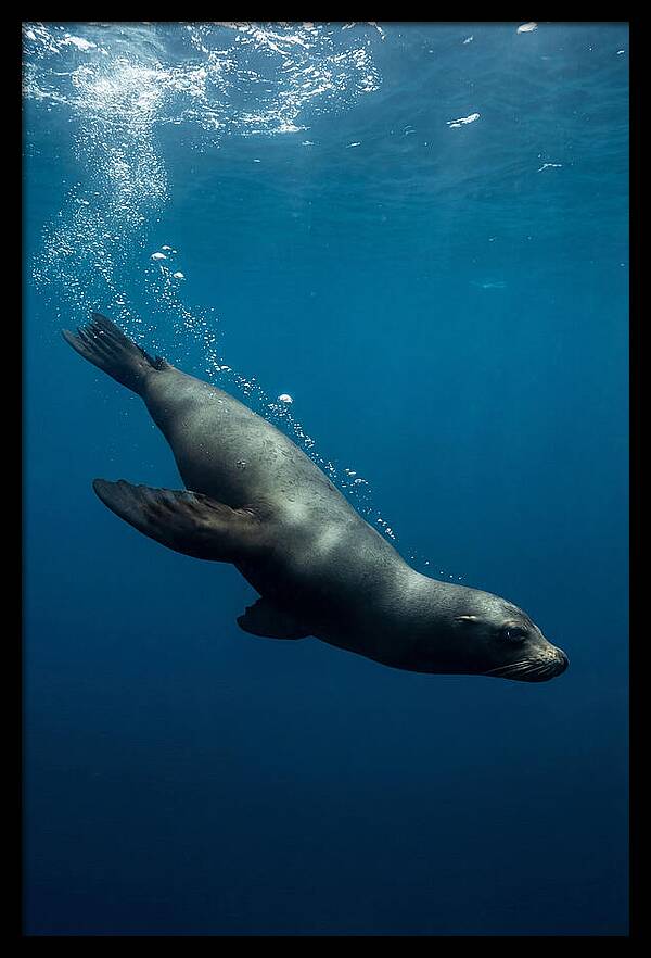 Swimming Sea Lion In Blue Depths