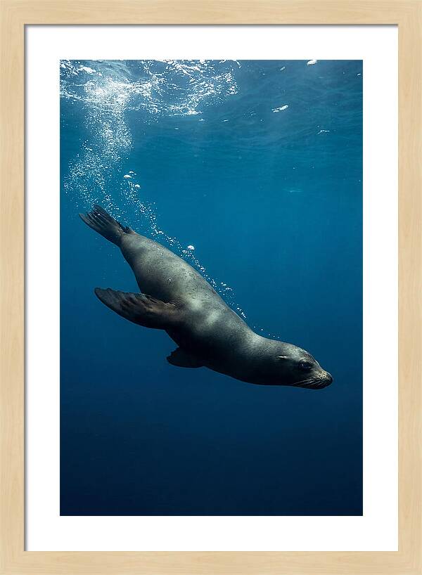 Swimming Sea Lion In Blue Depths