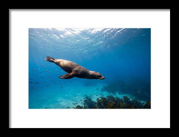 Swimming Sea Lion Underwater