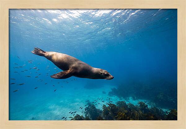 Swimming Sea Lion Underwater