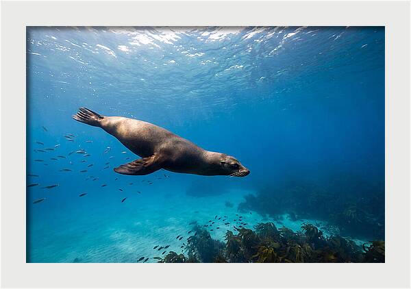 Swimming Sea Lion Underwater