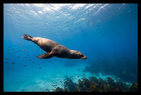 Swimming Sea Lion Underwater
