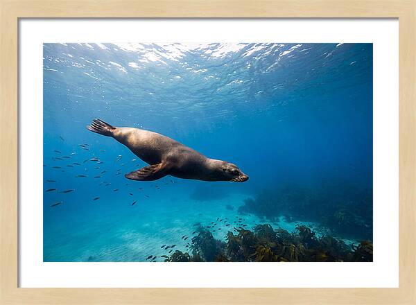 Swimming Sea Lion Underwater