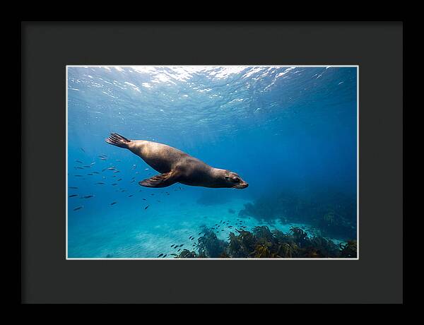 Swimming Sea Lion Underwater