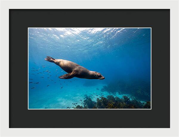 Swimming Sea Lion Underwater