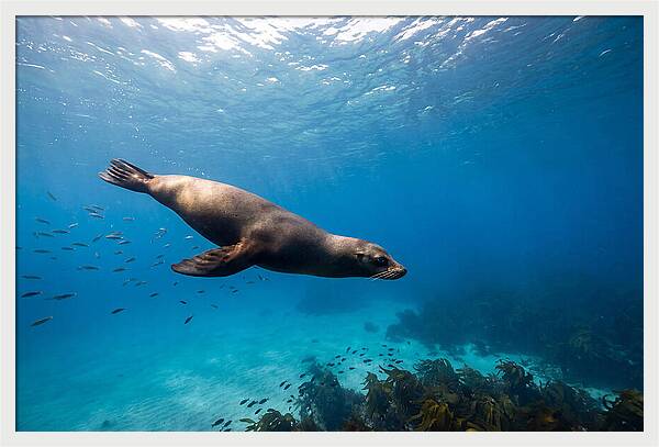 Swimming Sea Lion Underwater