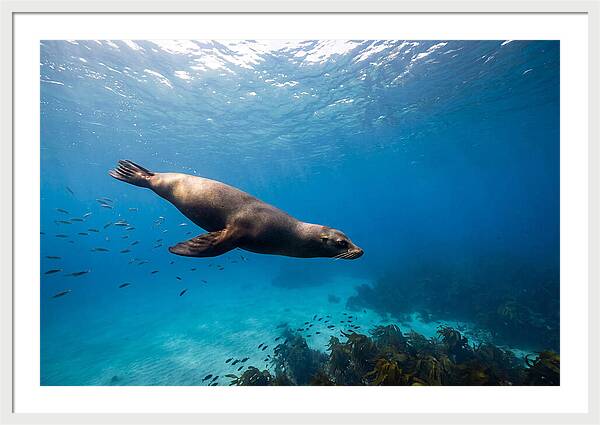 Swimming Sea Lion Underwater