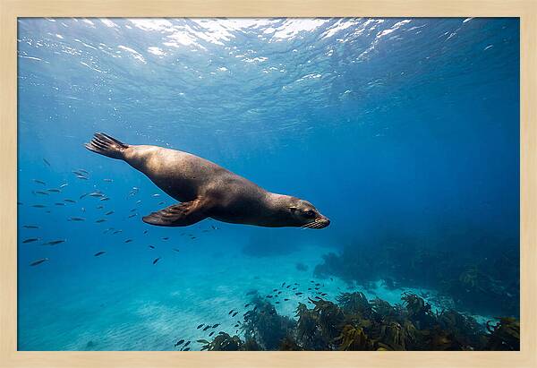 Swimming Sea Lion Underwater
