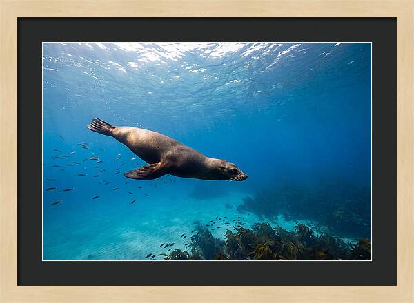 Swimming Sea Lion Underwater