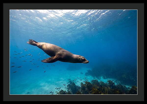 Swimming Sea Lion Underwater