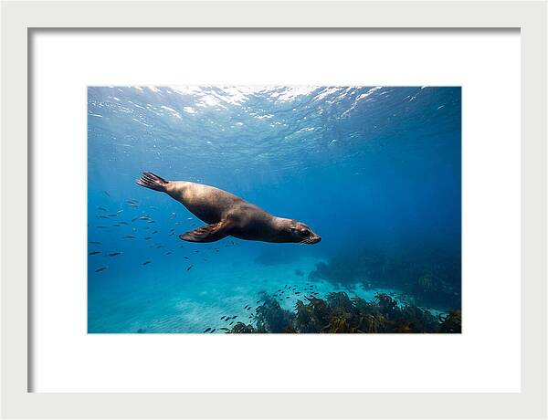 Swimming Sea Lion Underwater
