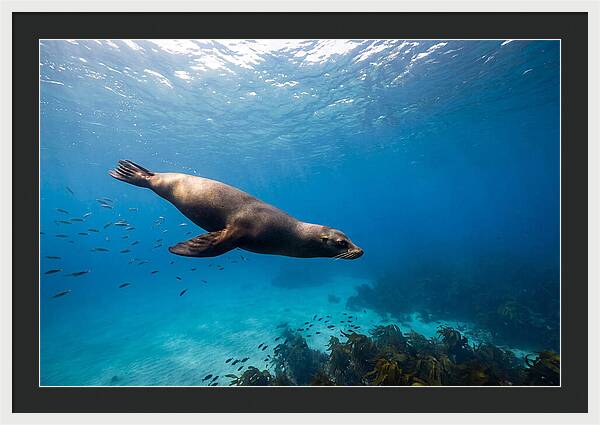 Swimming Sea Lion Underwater
