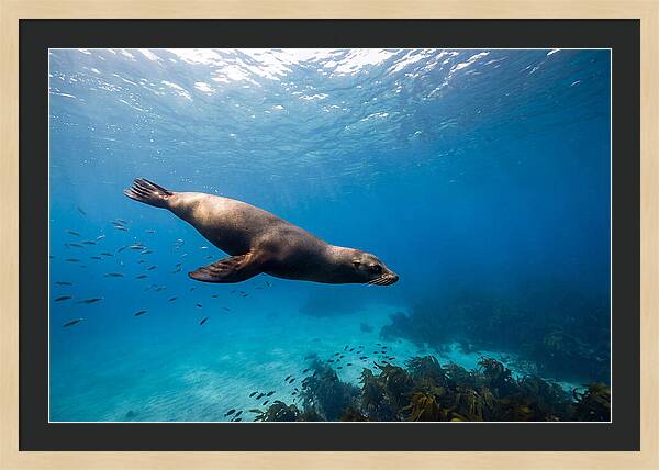 Swimming Sea Lion Underwater
