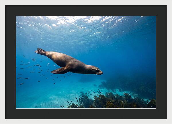 Swimming Sea Lion Underwater
