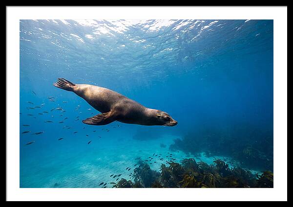 Swimming Sea Lion Underwater
